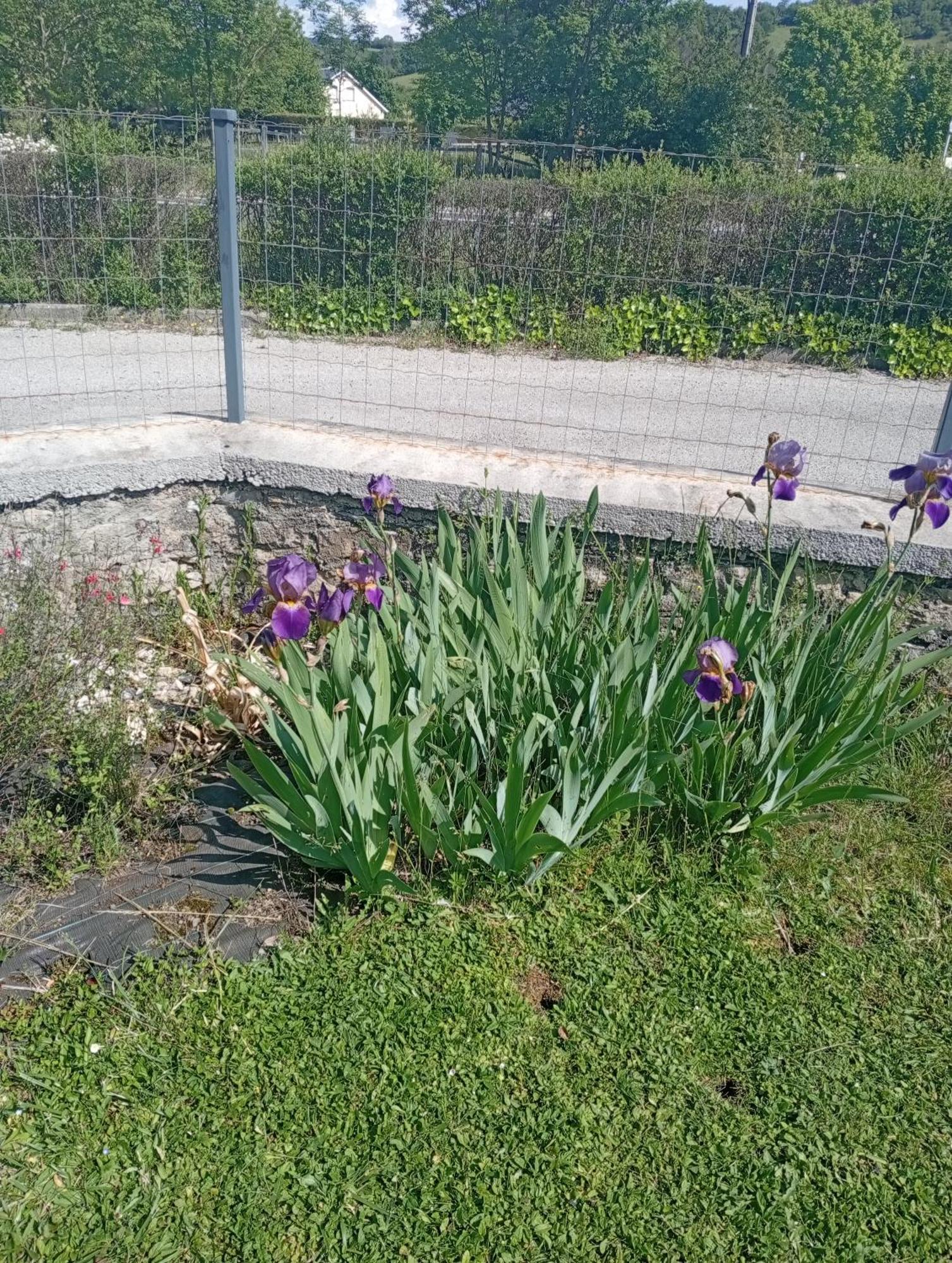 La Clematite D'Olt Apartamento Saint-Côme-dʼOlt Exterior foto